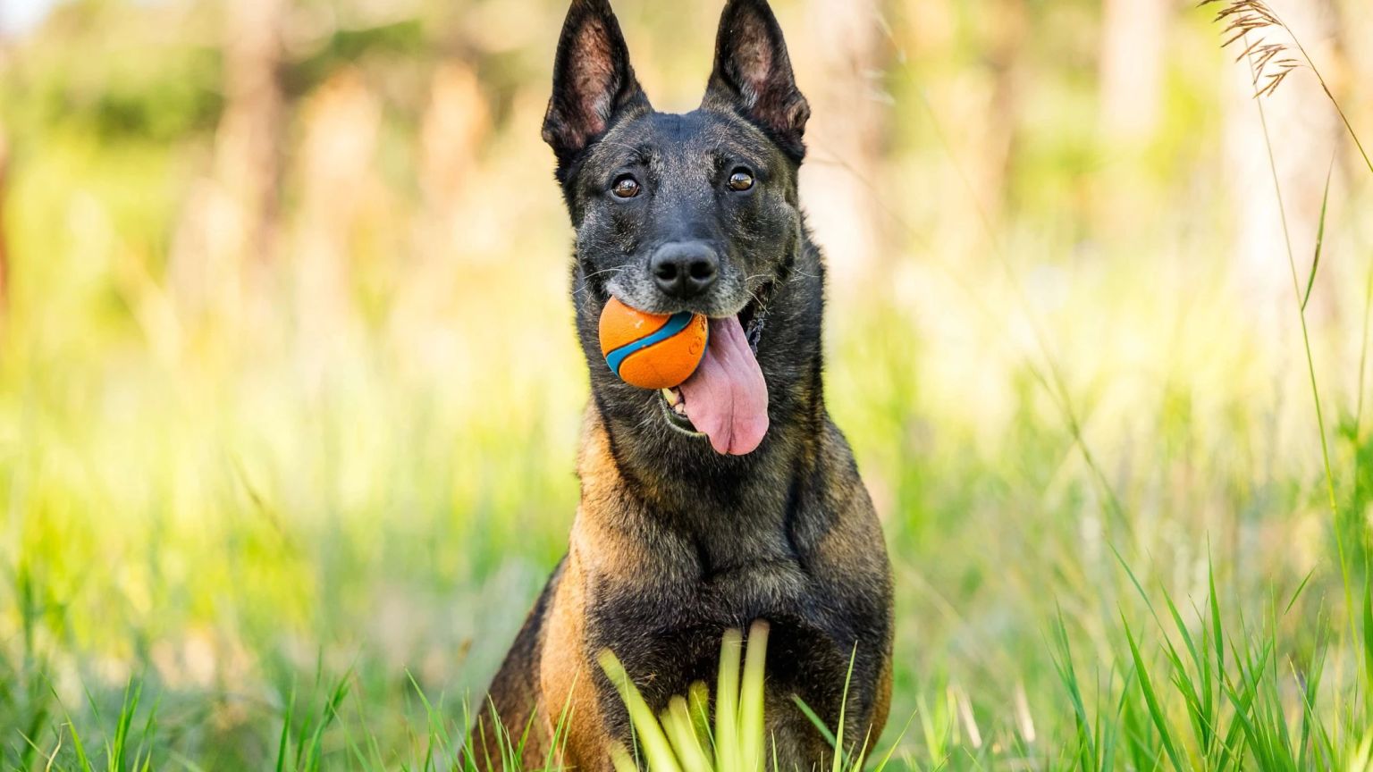 Playtime for Knox.
